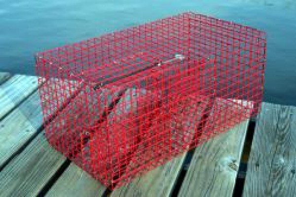 Commercial Pinfish Trap  Pinfish Traps, Live Bait Pens, Crab